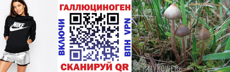 Галлюциногенные грибы GOLDEN TEACHER  Хасавюрт 