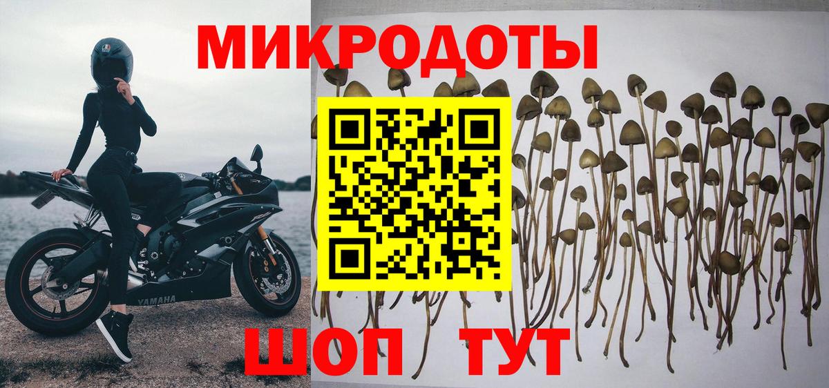 Псилоцибиновые грибы MAGIC MUSHROOMS  Вход с VPN  купить наркоту  Хасавюрт 